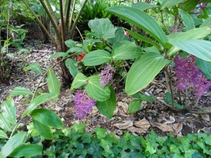 Lovely Medinilla Myriantha         